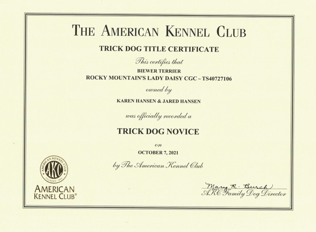 Biewer Terrier Rocky Mountain's Lady Daisy Trick Dog Novice