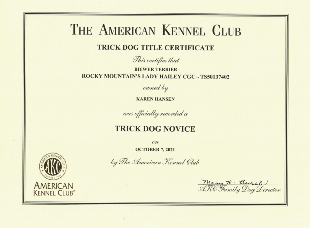 Biewer Terrier Rocky Mountain's Lady Hailey Trick Dog Novice