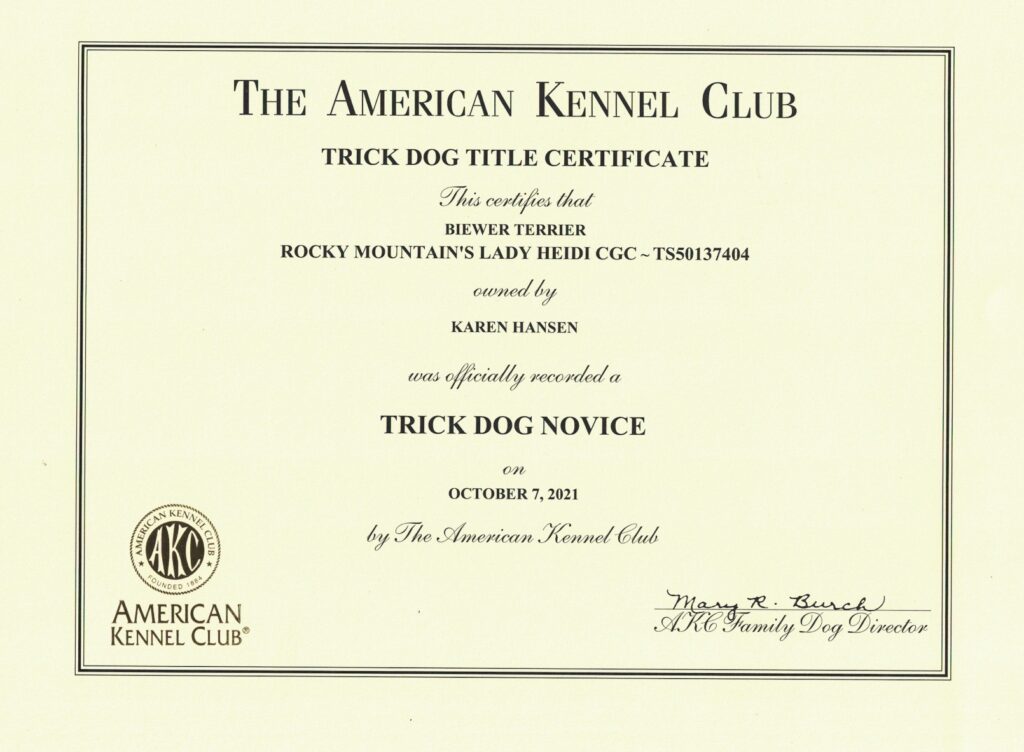 Biewer Terrier Rocky Mountain's Lady Heidi Trick Dog Novice