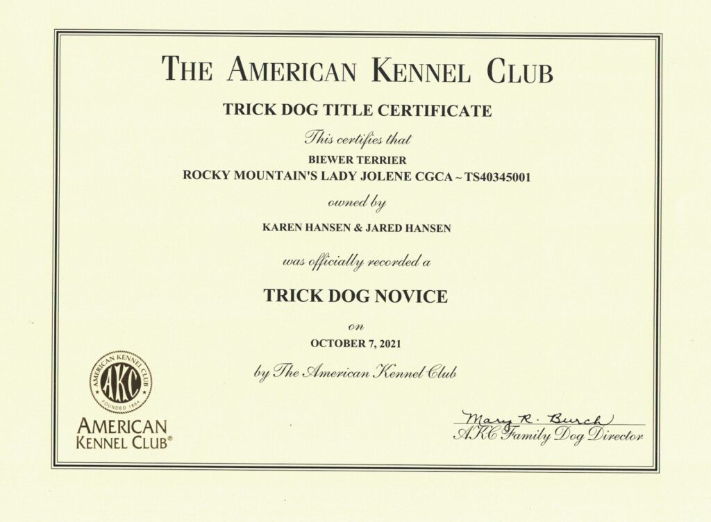 Biewer Terrier Rocky Mountain's Lady Jolene Trick Dog Novice