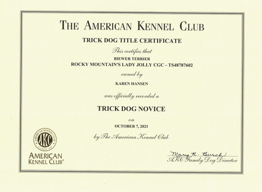 Biewer Terrier Rocky Mountain's Lady Jolly Trick Dog Novice