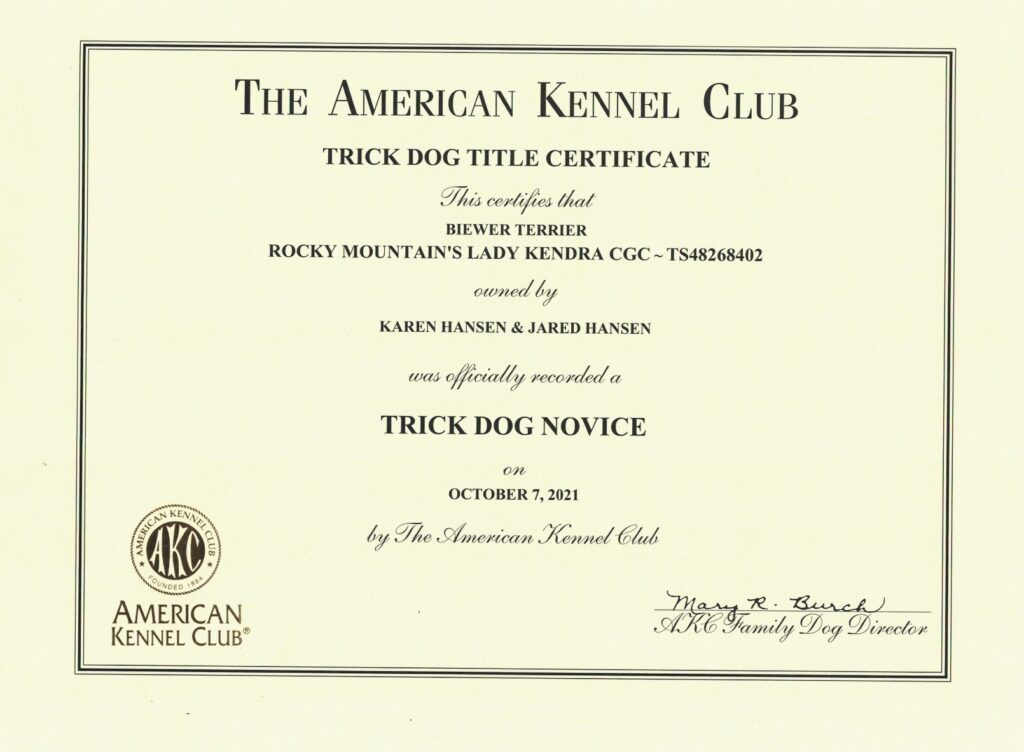 Biewer Terrier Rocky Mountain's Lady Kendra Trick Dog Novice