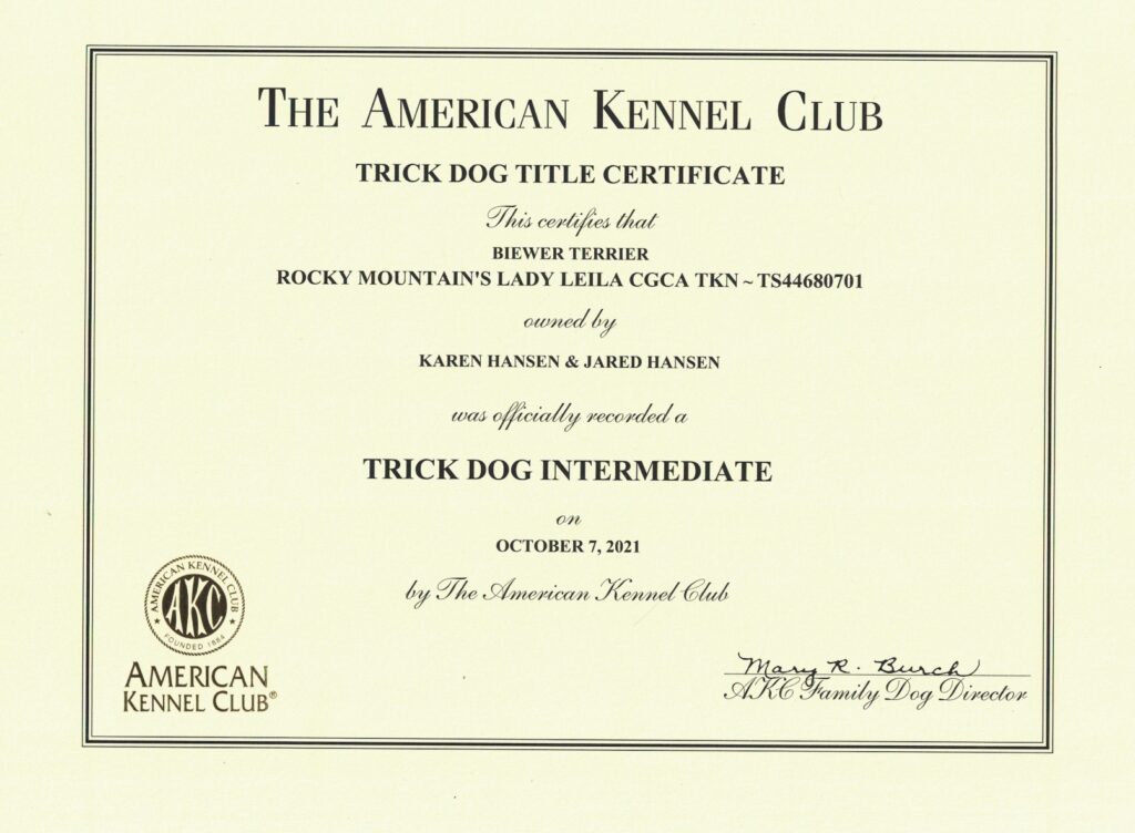 Biewer Terrier Rocky Mountain's Lady Leyla Trick Dog Intermediate