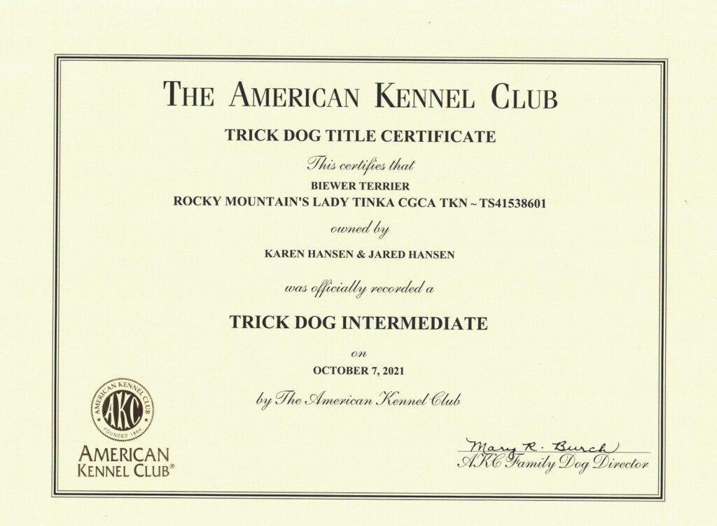 Biewer Terrier Rocky Mountain's Lady Tina Trick Dog Intermediate Certificate