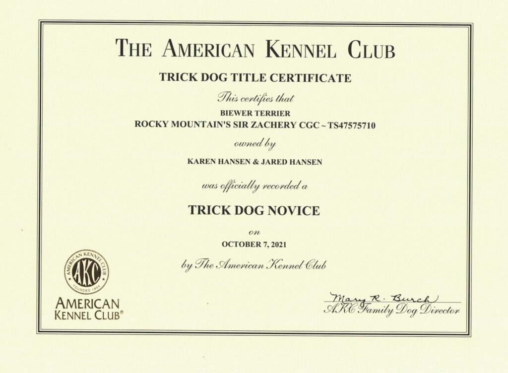 Biewer Terrier Sir Zander Trick Dog Intermediate Certificate