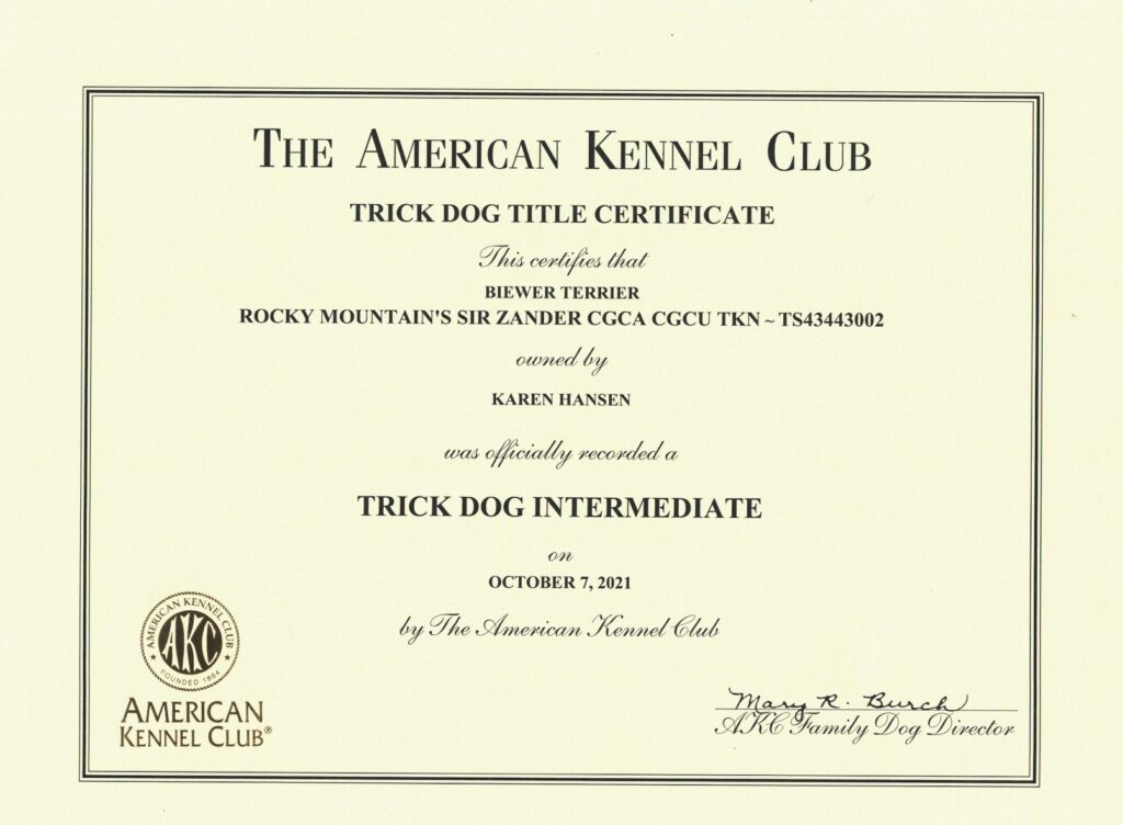 Biewer Terrier Zander AKC Trick Dog Intermediate