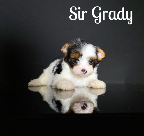 Grady Biewer Puppy