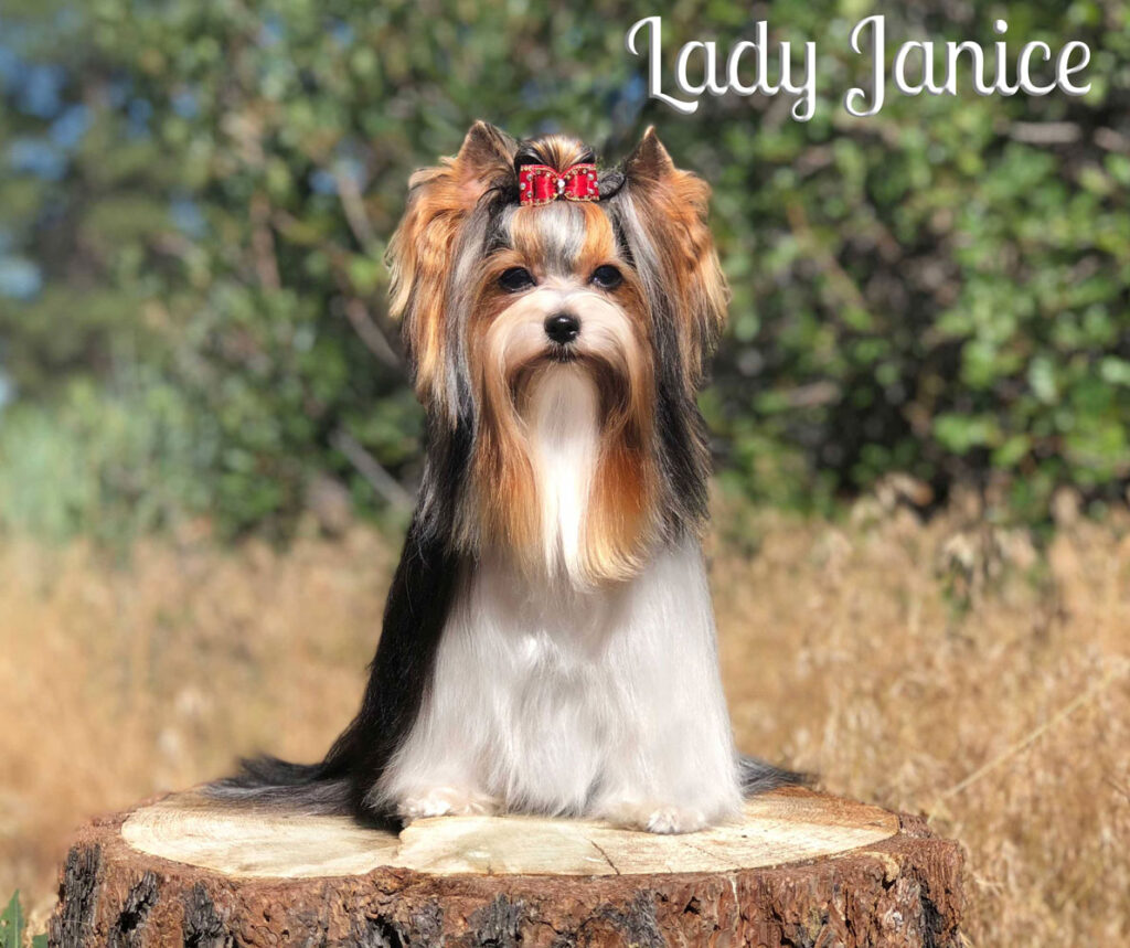 Biewer Terrier Rocky Mountain's Miss Janice CM