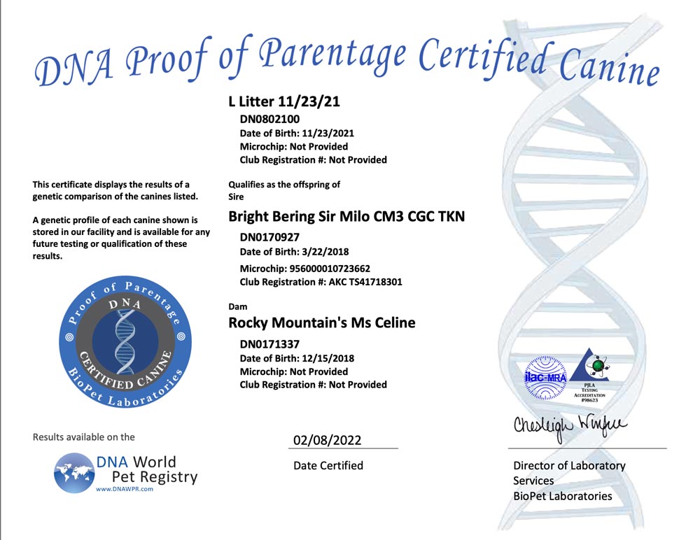 Rocky Mountain Biewer Terriers Proof of Parentage DNA Test Certificate L-Litter 11/23/2021