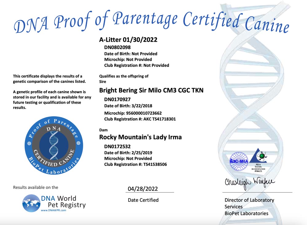 Rocky Mountain Biewer Terriers Proof of Parentage DNA Test Certificate A-Litter 1/30/2022