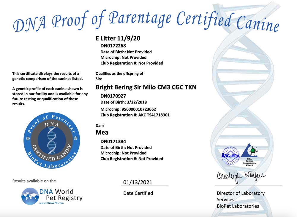 Rocky Mountain Biewer Terriers Proof of Parentage DNA Test Certificate E-Litter 11/9/2020