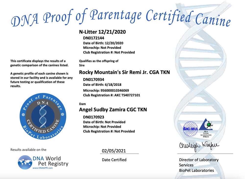 Rocky Mountain Biewer Terriers Proof of Parentage DNA Test Certificate N-Litter 12/21/2020