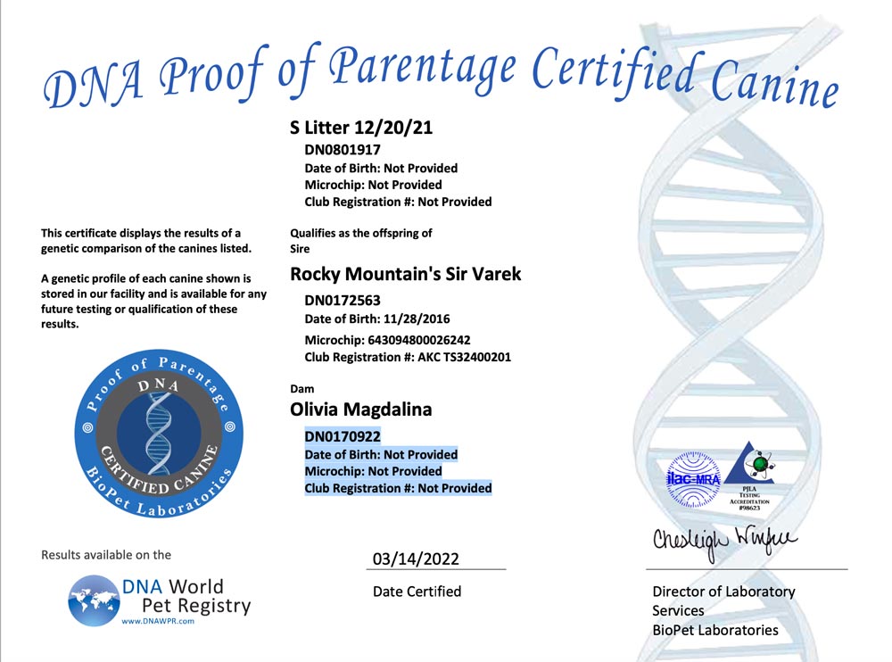 Rocky Mountain Biewer Terriers Proof of Parentage DNA Test Certificate S-Litter 12/20/2021