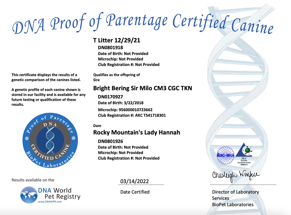 Rocky Mountain Biewer Terriers Proof of Parentage DNA Test Certificate T-Litter 12/29/2021