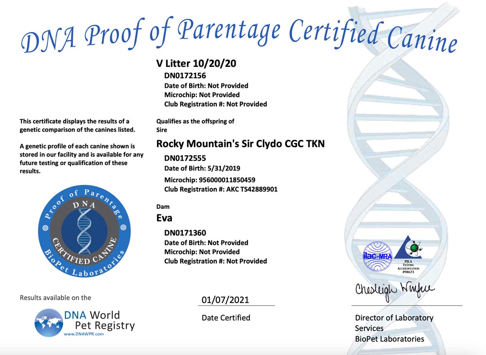 Rocky Mountain Biewer Terriers Proof of Parentage DNA Test Certificate V-Litter 10/20/2020