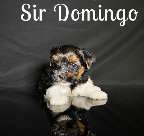 Domingo Biewer Puppy