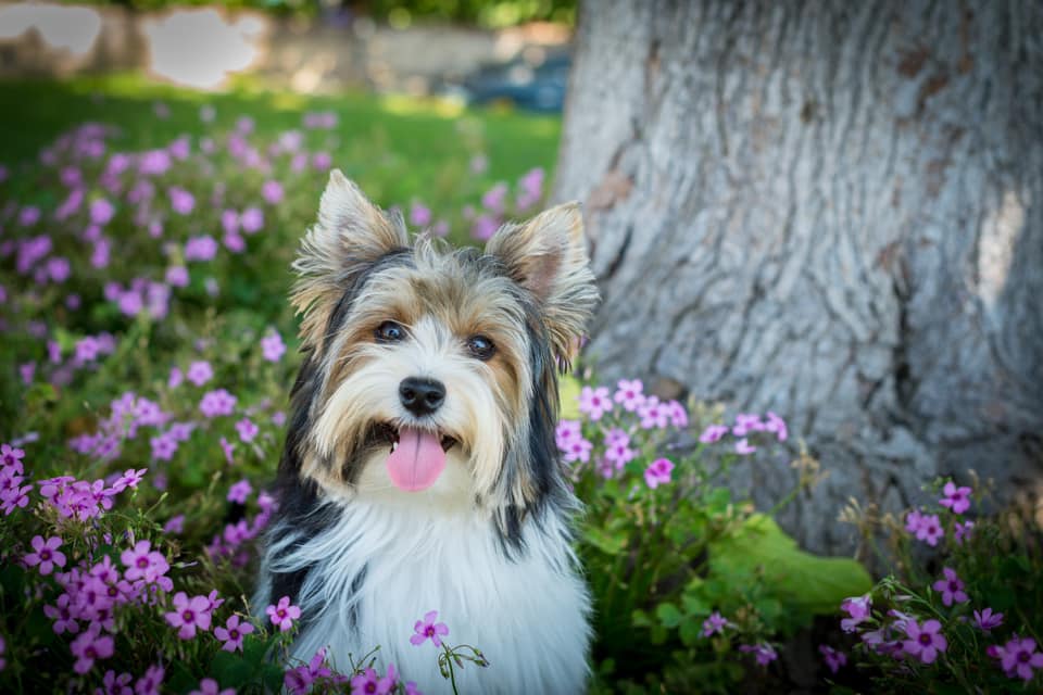 Biewer Terrier Rocky Mountain's Lady Emilie - Owner: Alyssa Ryun