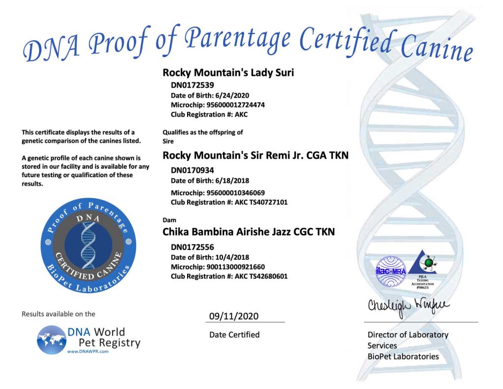 Rocky Mountain Biewer Terriers Proof of Parentage DNA Test Certificate Lady Suri
