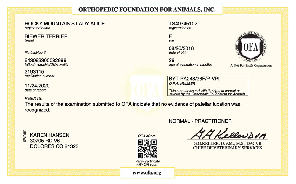 Biewer Terrier Rocky Mountain's Lady Alice OFA Patellar Luxation Test Certificate
