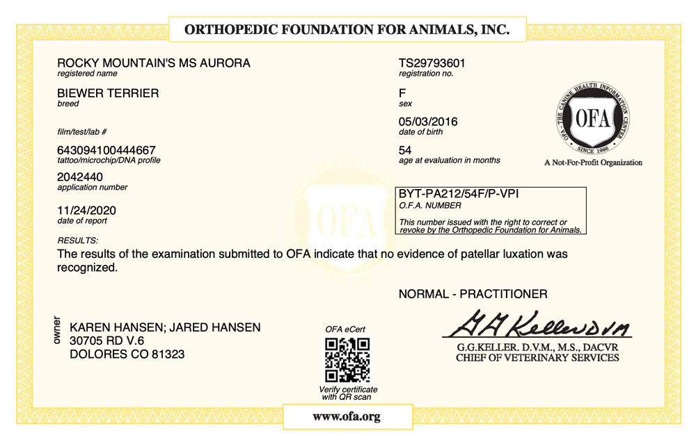 Biewer Terrier Rocky Mountain's Lady Aurora OFA Patellar Luxation Test Certificate