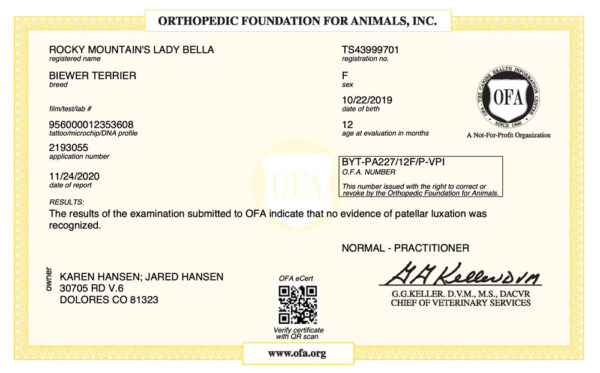 Biewer Terrier Rocky Mountain's Lady Bella OFA Patellar Luxation Test Certificate