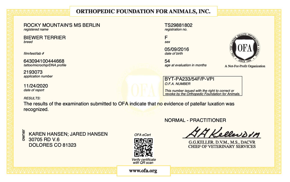 Biewer Terrier Rocky Mountain's Lady Berlin OFA Patellar Luxation Test Certificate