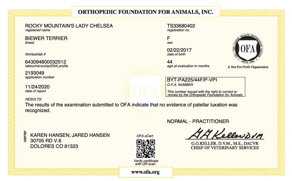 Biewer Terrier Rocky Mountain's Lady Chelsea OFA Patellar Luxation Test Certificate