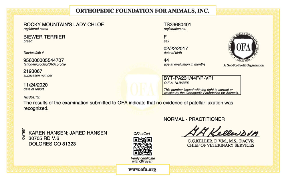 Biewer Terrier Rocky Mountain's Lady Chloe OFA Patellar Luxation Test Certificate