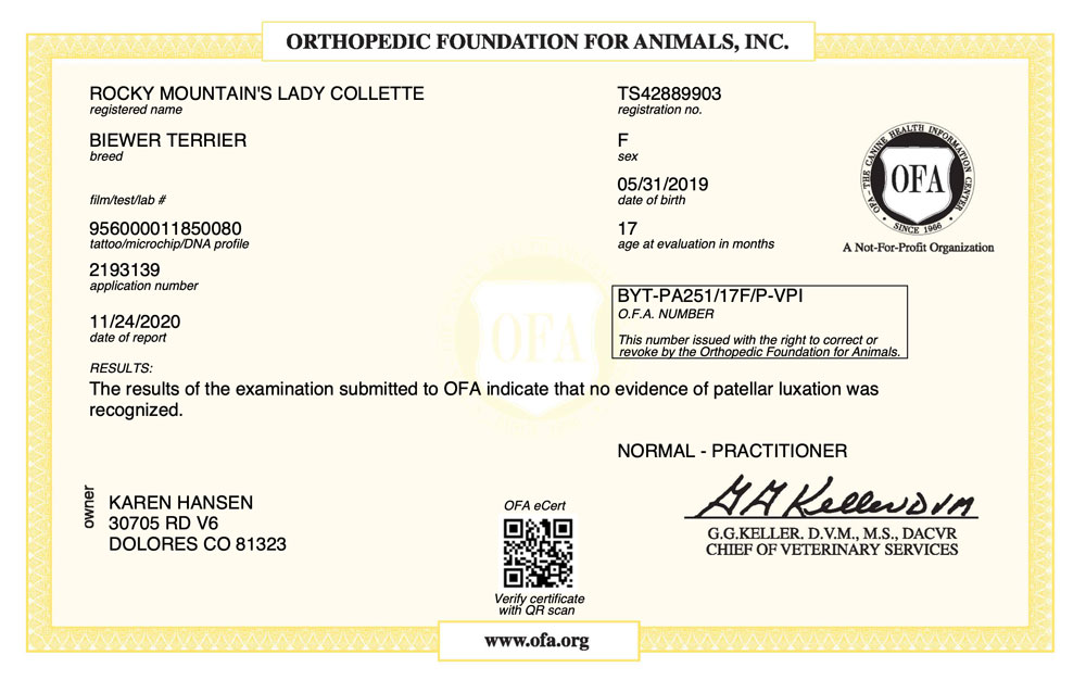 Biewer Terrier Rocky Mountain's Lady Colette OFA Patellar Luxation Test Certificate