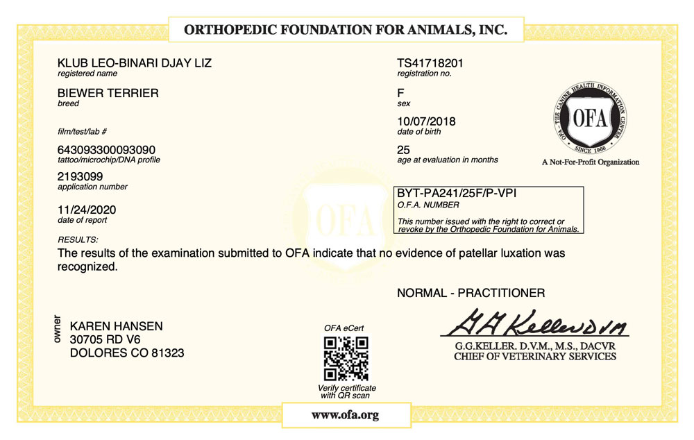 Biewer Terrier Rocky Mountain's Lady Dolly OFA Patellar Luxation Test Certificate
