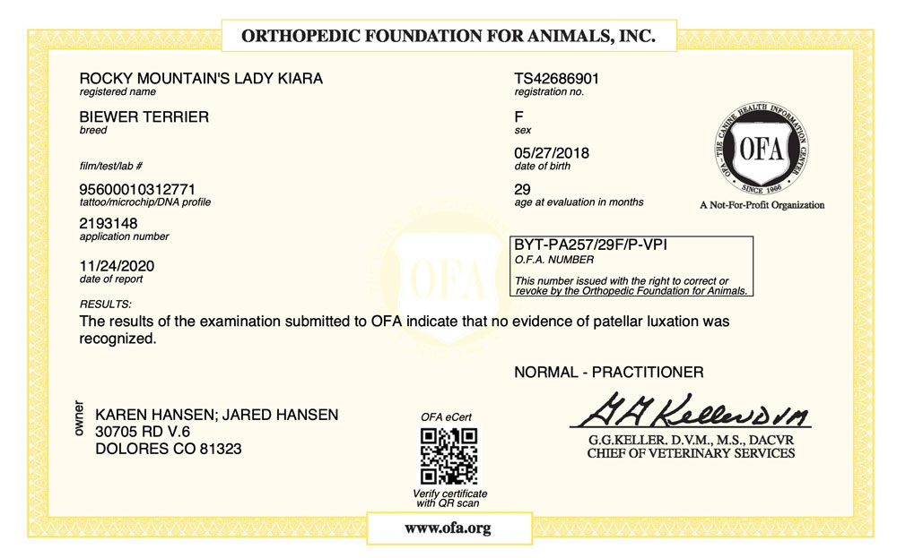 Biewer Terrier Rocky Mountain's Lady Kiara OFA Patellar Luxation Test Certificate
