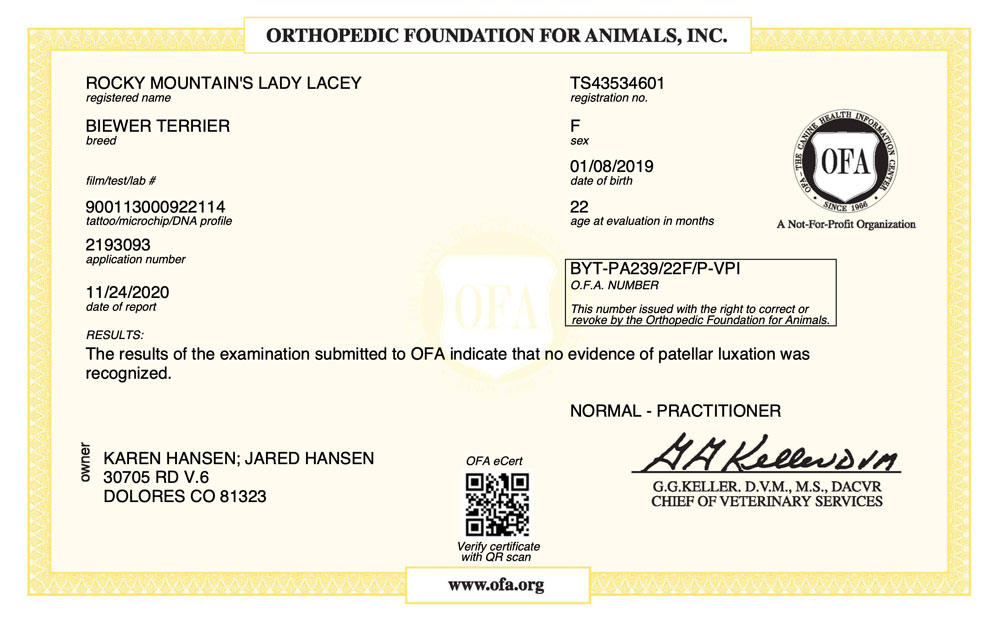 Biewer Terrier Rocky Mountain's Lady Lacey OFA Patellar Luxation Test Certificate