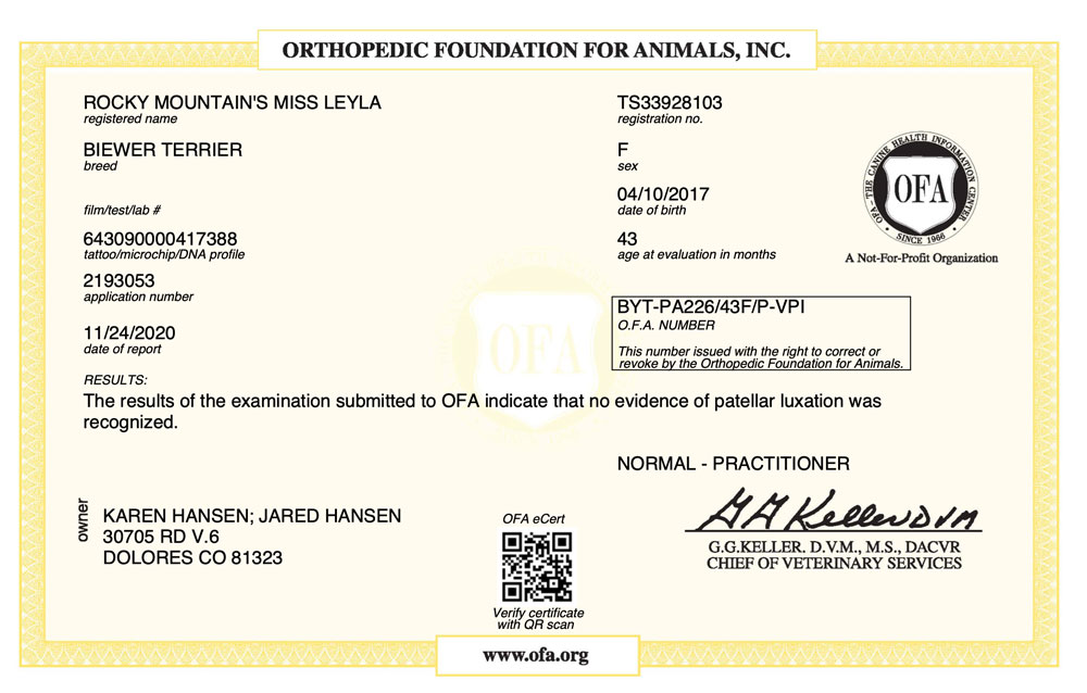 Biewer Terrier Rocky Mountain's Lady Leyla OFA Patellar Luxation Test Certificate