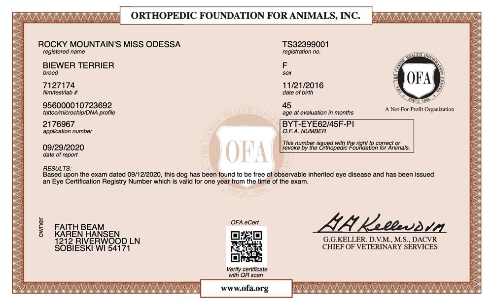 Biewer Terrier OFA Eye (CERF) Certification Rocky Mountain's Lady Odessa