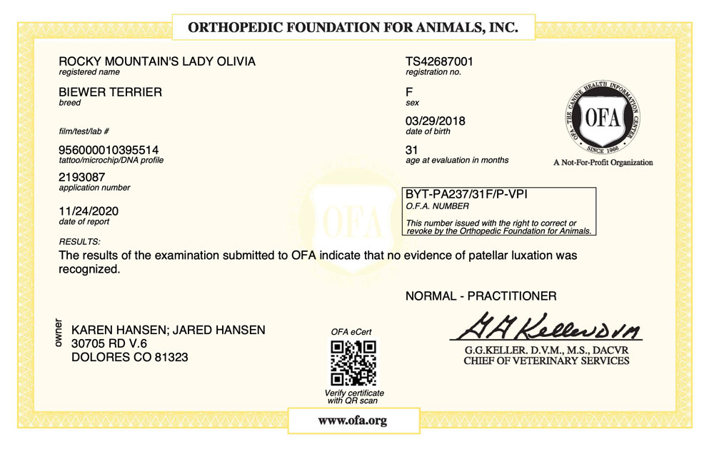 Biewer Terrier Rocky Mountain's Lady Olivia OFA Patellar Luxation Test Certificate