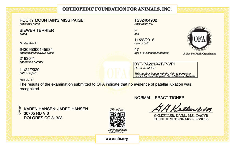 Biewer Terrier Rocky Mountain's Lady Paige OFA Patellar Luxation Test Certificate