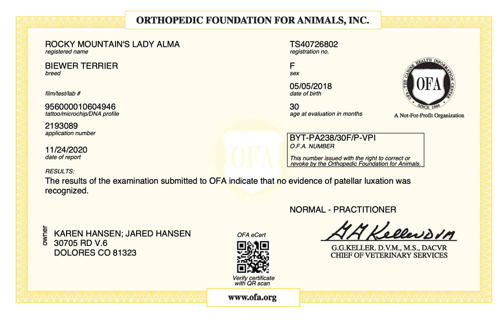 Biewer Terrier Rocky Mountain's Lady Alma OFA Patellar Luxation Test Certificate
