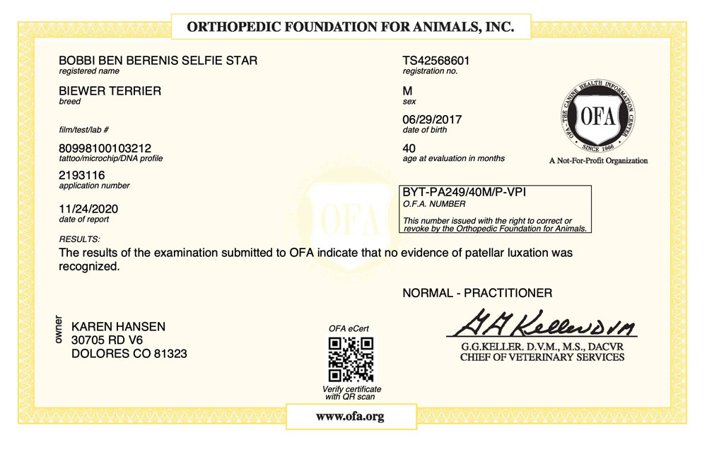Biewer Terrier Bobbi Ben Berenis Selfier Star aka Benny OFA Patellar Luxation Test Certificate