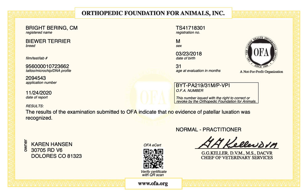 Biewer Terrier Rocky Mountain's Sir Milo OFA Patellar Luxation Test Certificate
