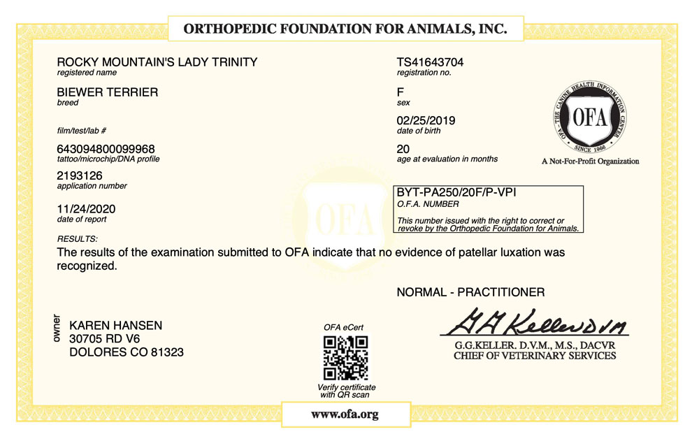 Biewer Terrier Rocky Mountain's Lady Trinity OFA Patellar Luxation test Certificate