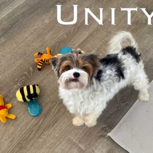 Unity Retired Adult Biewer Terrier Female