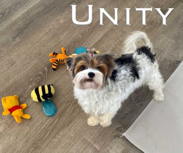 Unity Retired Adult Biewer Terrier Female