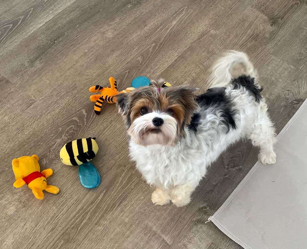 Unity Retired Adult Biewer Terrier Female