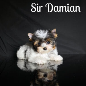 Damian Biewer Puppy