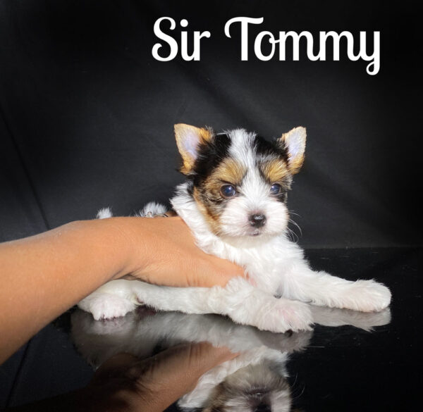 Tommy Biewer Puppy