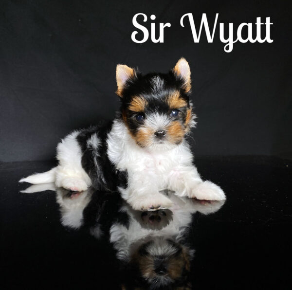 Biewer Puppy Wyatt
