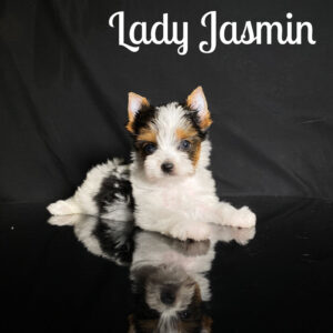 Biewer Terrier Puppy Jasmin