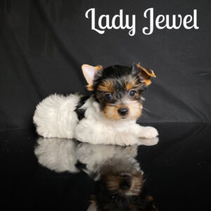Biewer Terrier Puppy Jewel