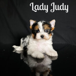 Biewer Terrier Puppy Judy