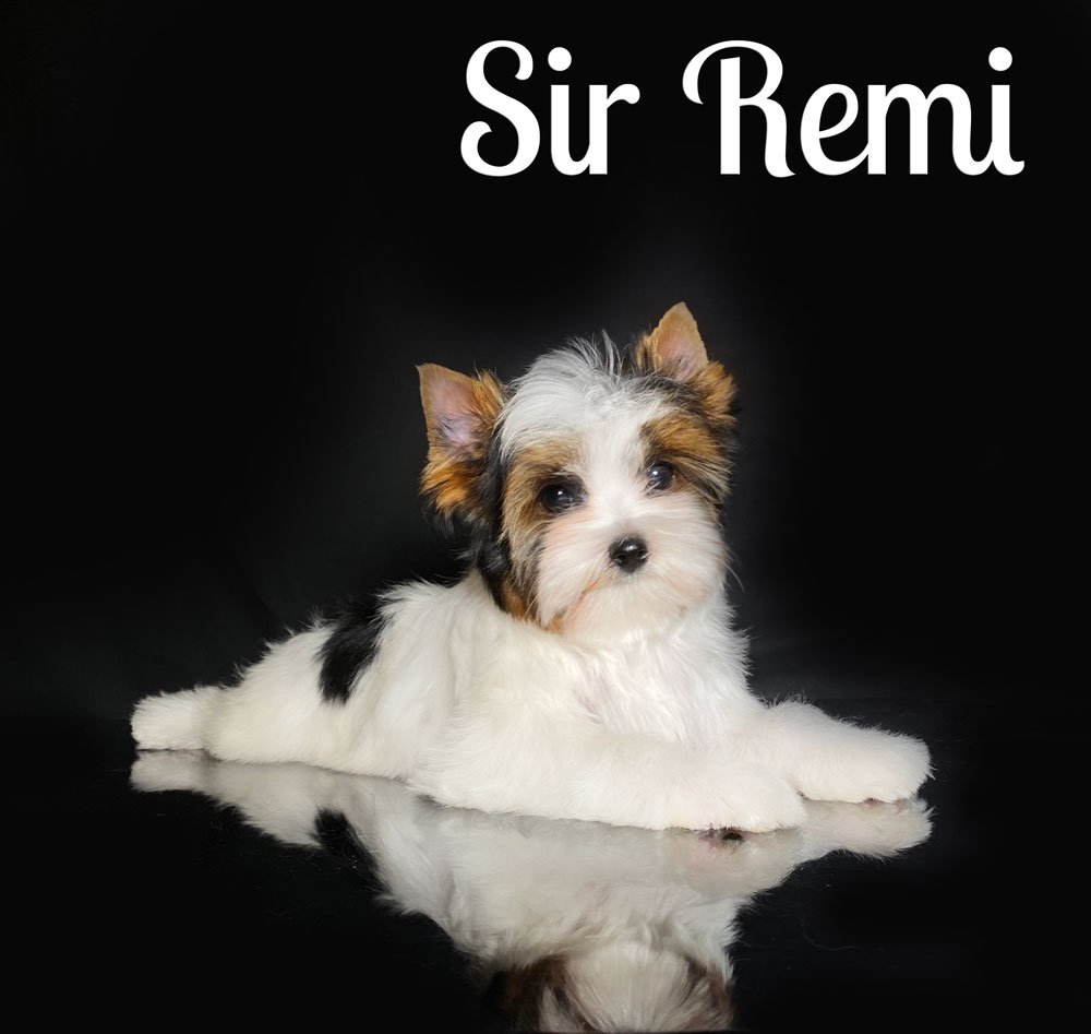 Remi Biewer Puppy
